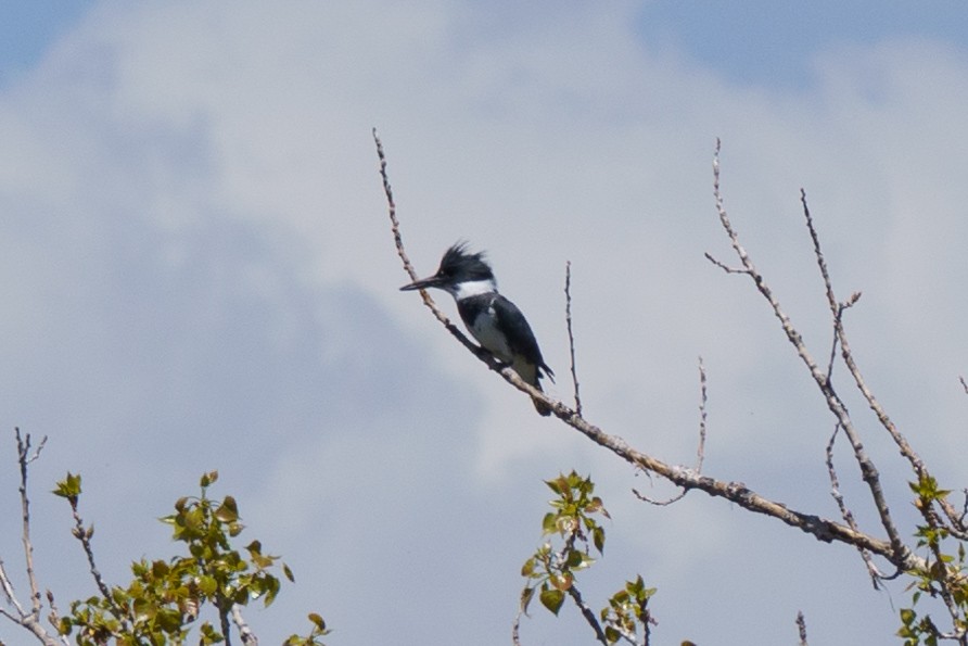 Belted Kingfisher - Conor Tompkins