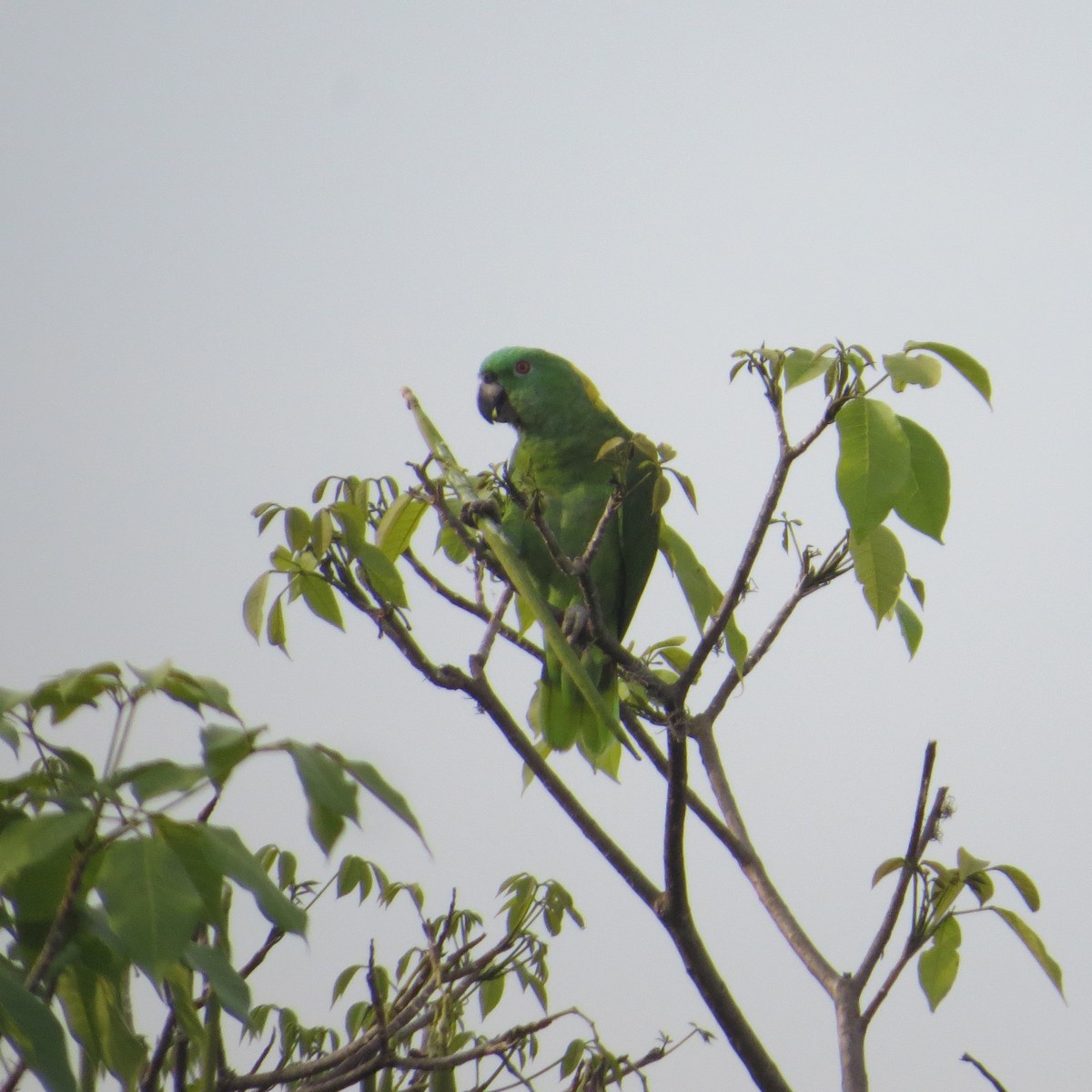 Yellow-naped Amazon - ML619080356
