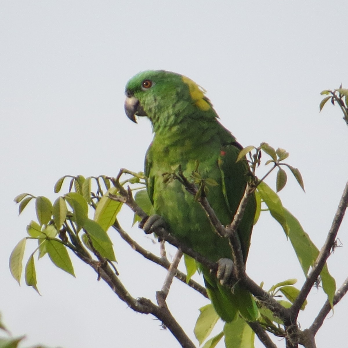 Yellow-naped Amazon - ML619080359