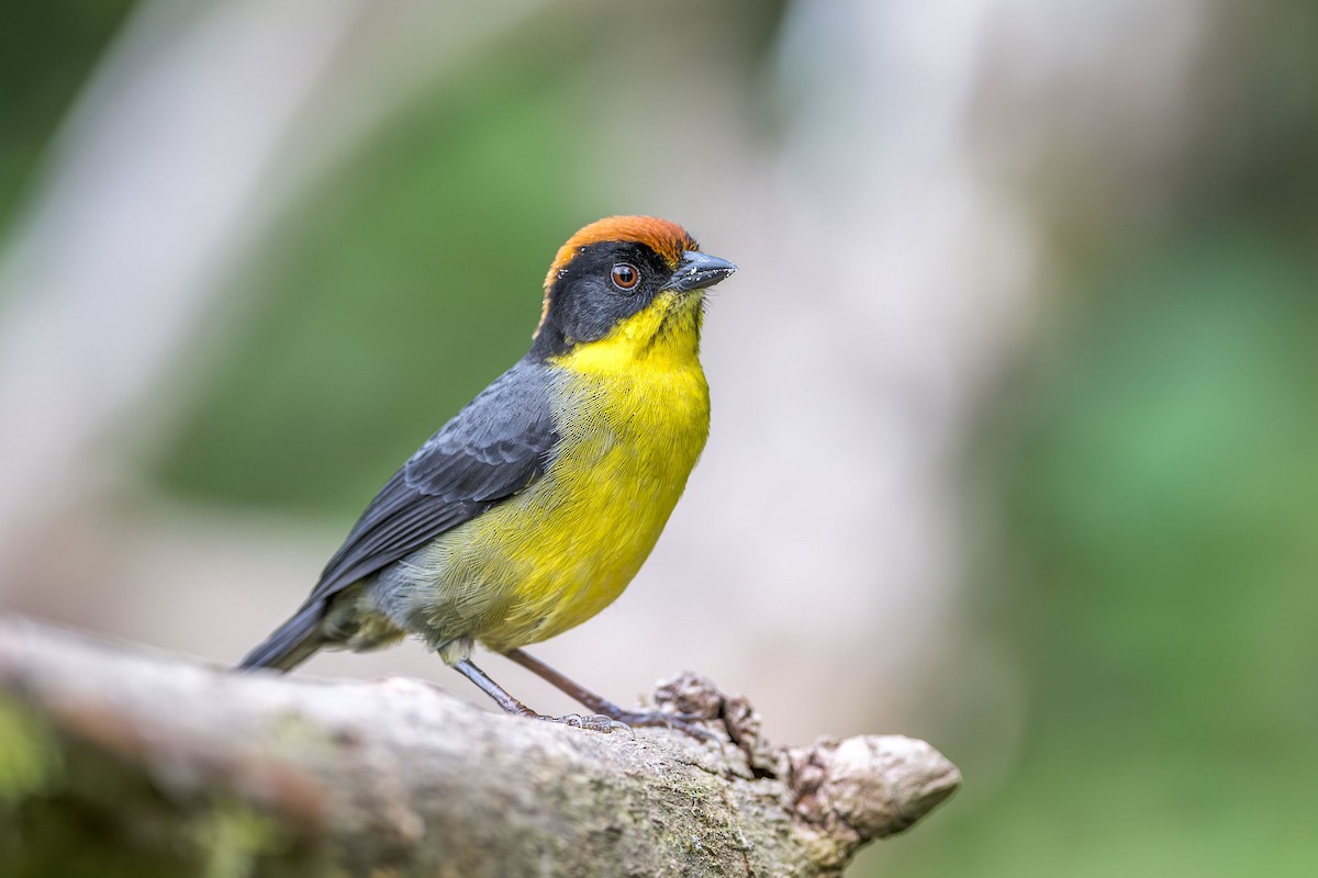 Yellow-breasted Brushfinch (Yellow-breasted) - Ryan Shean