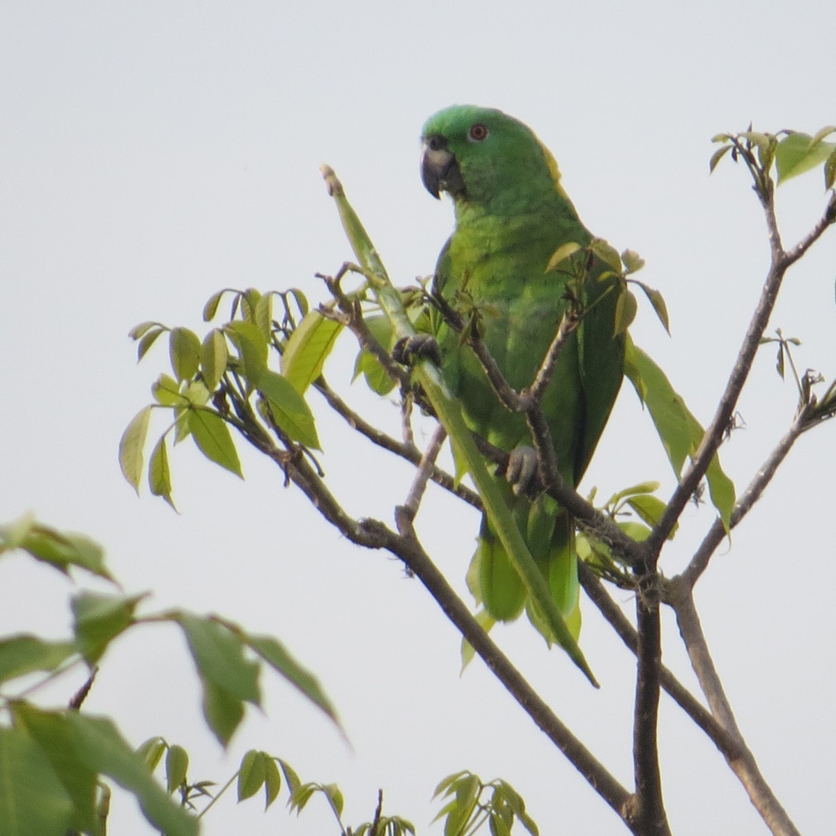 Yellow-naped Amazon - ML619080362