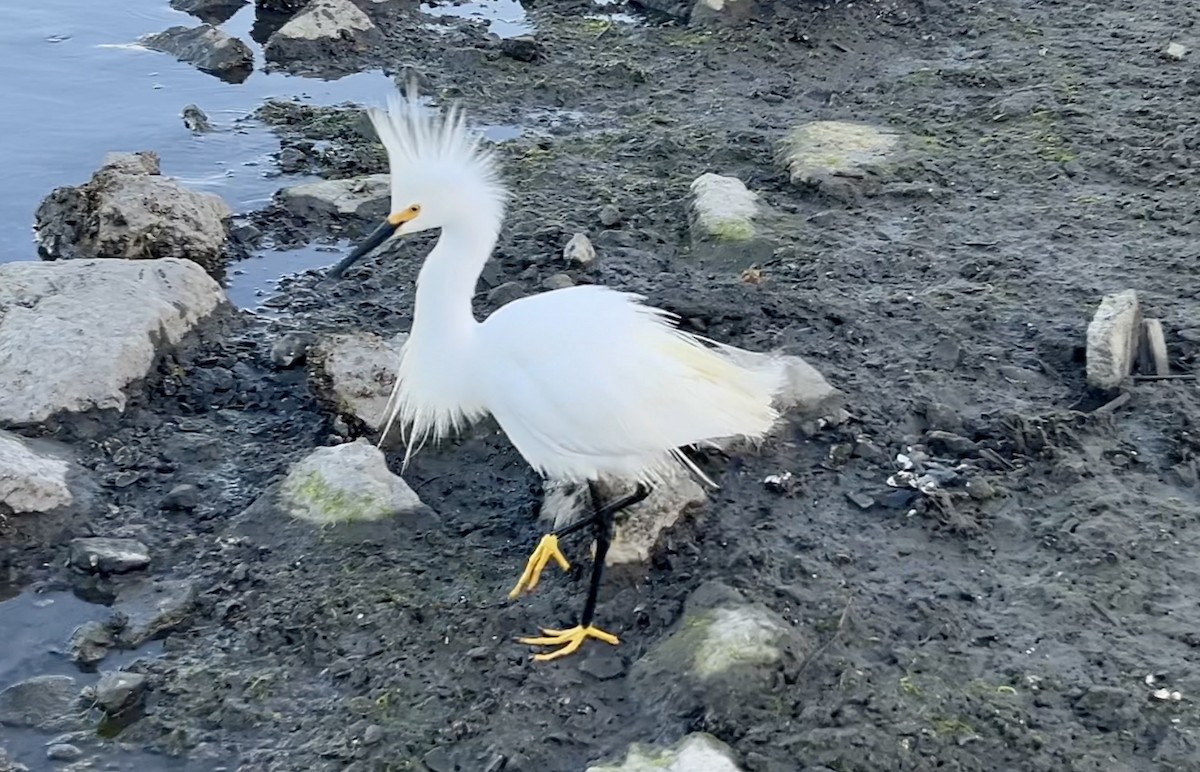 Snowy Egret - Lyla Arum