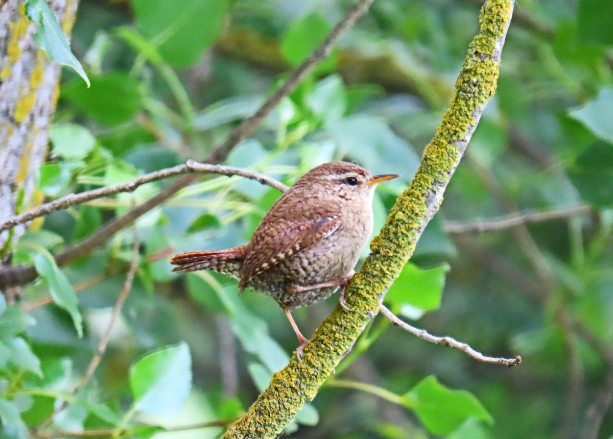 Eurasian Wren - ML619080372