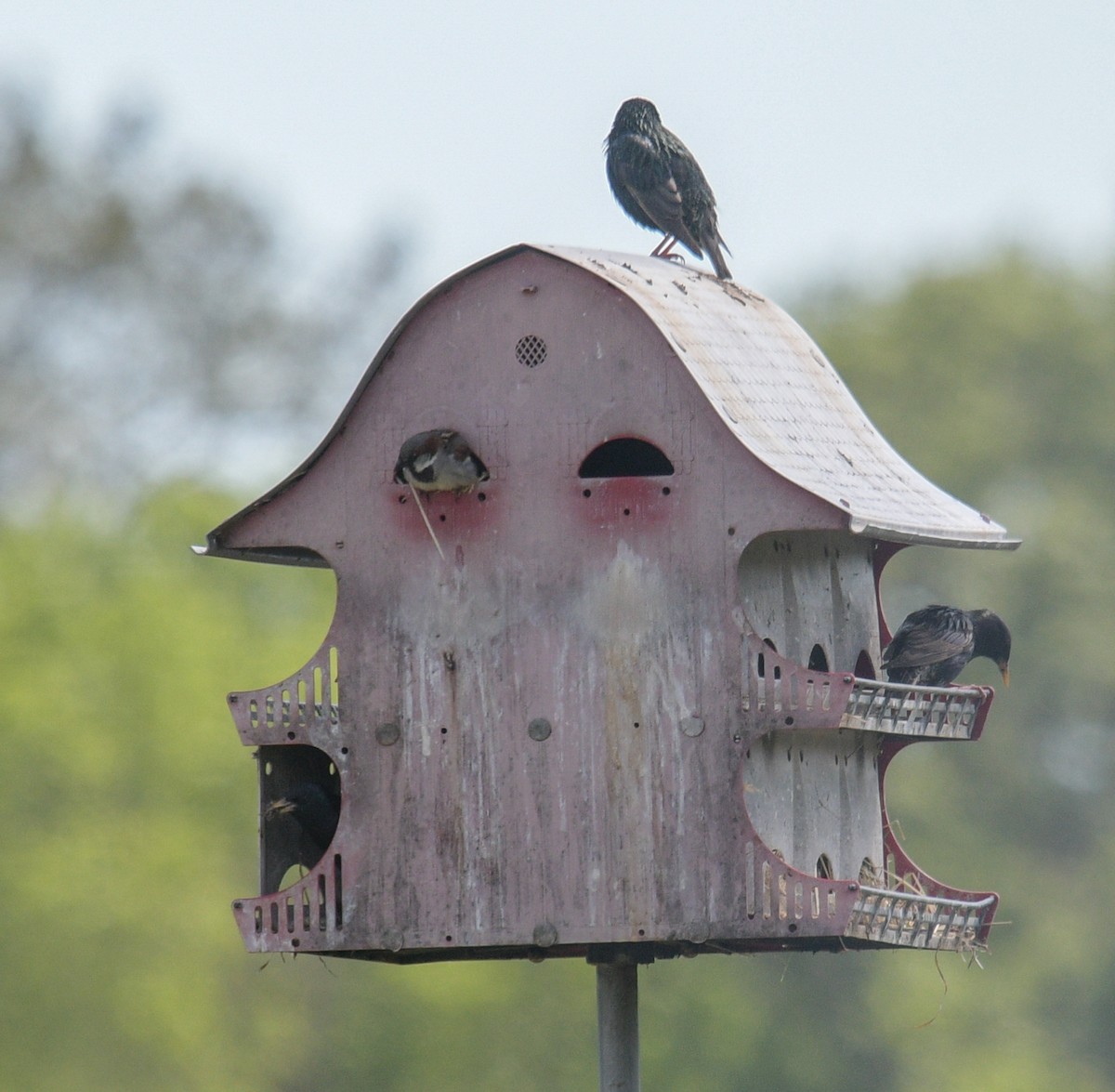 House Sparrow - Margaret Poethig