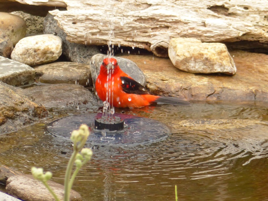 Scarlet Tanager - Janet Getgood