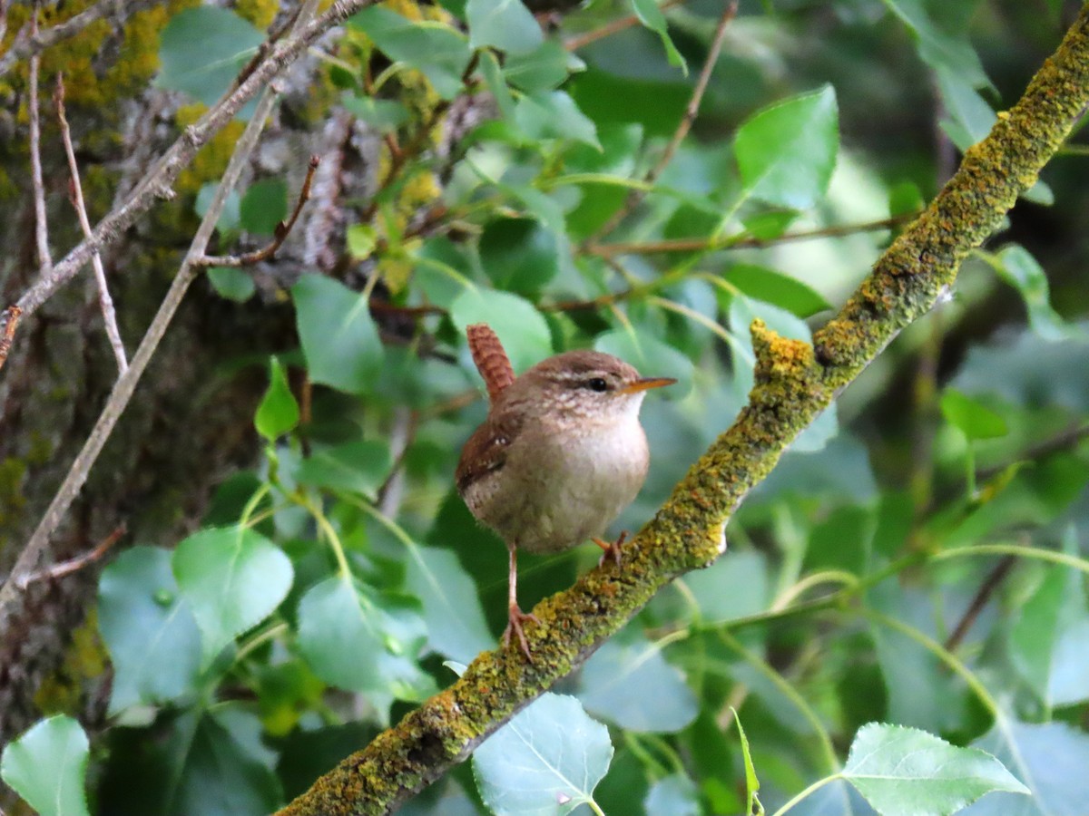 Eurasian Wren - ML619080423