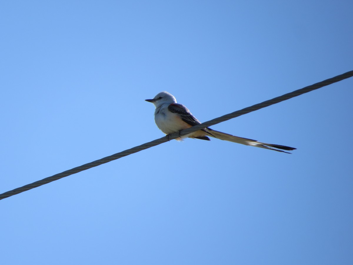 Scissor-tailed Flycatcher - Paul Kursewicz