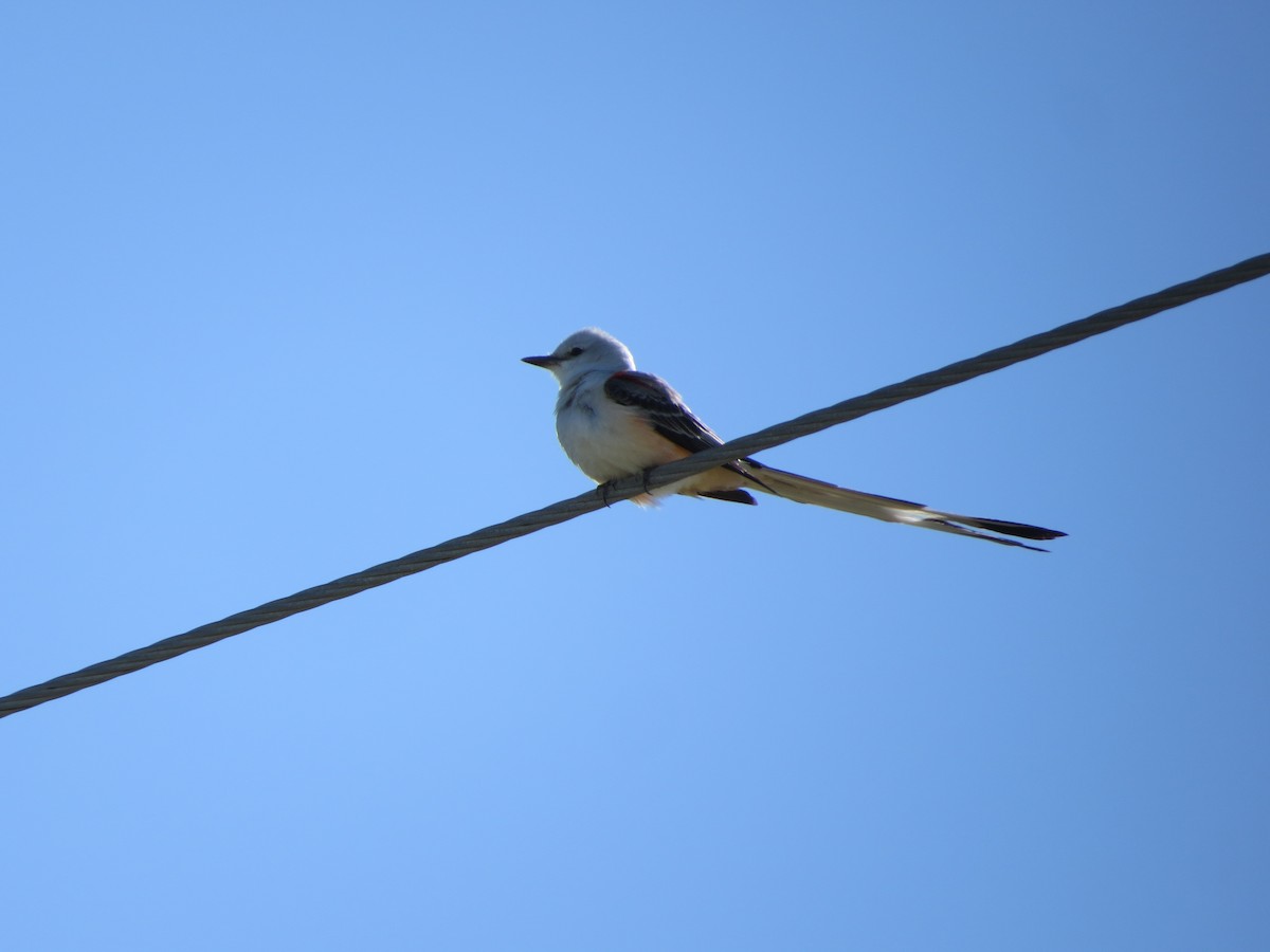 Scissor-tailed Flycatcher - ML619080431