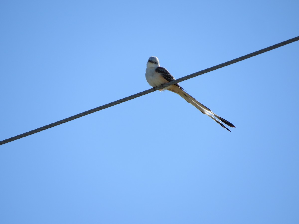 Scissor-tailed Flycatcher - Paul Kursewicz