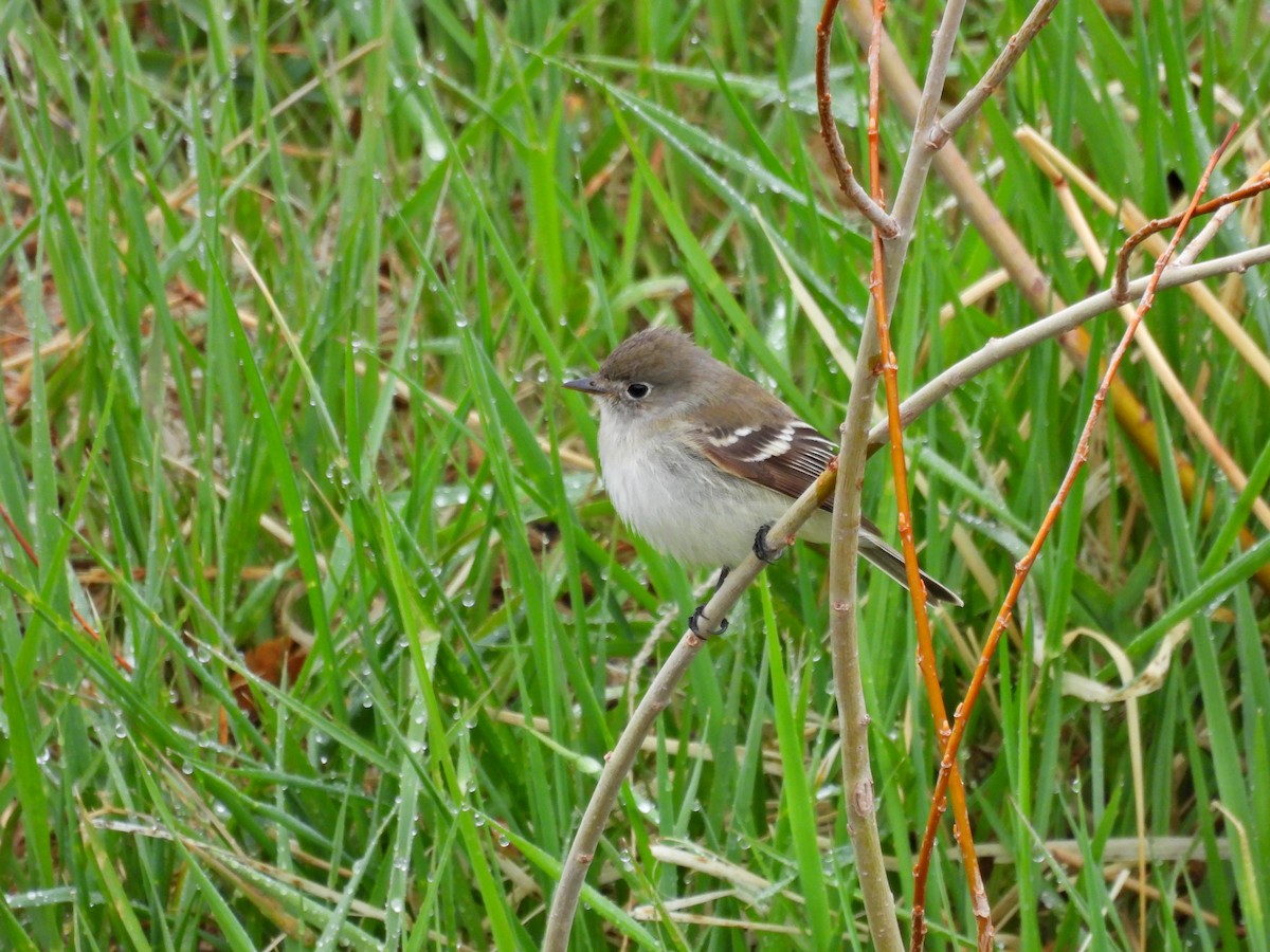 Least Flycatcher - ML619080449