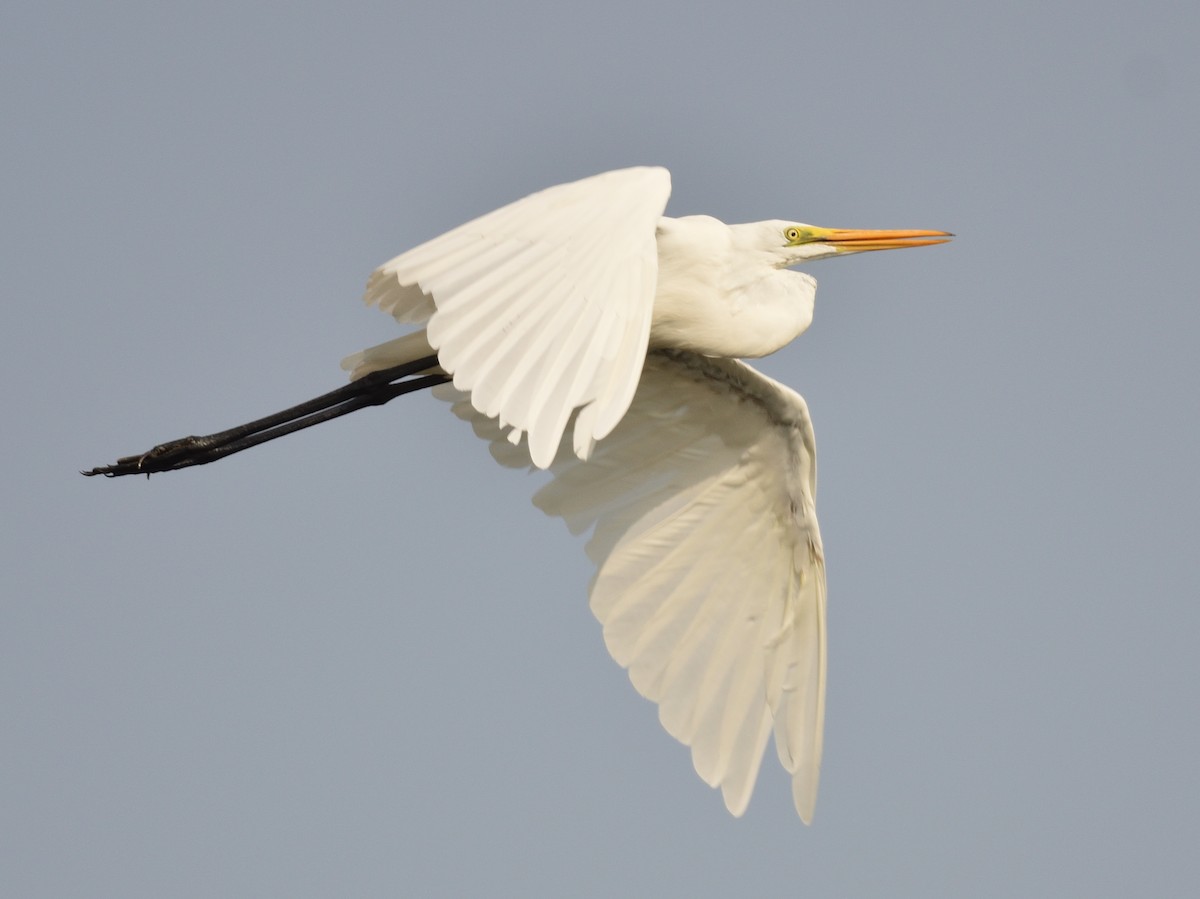Great Egret - Raj Kumar Shiwani