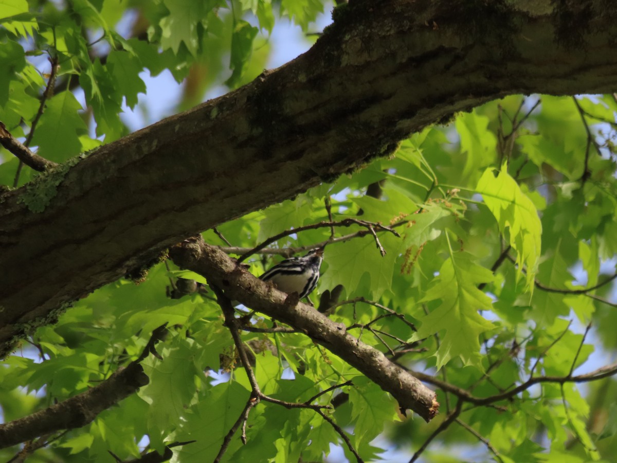 Black-and-white Warbler - ML619080477