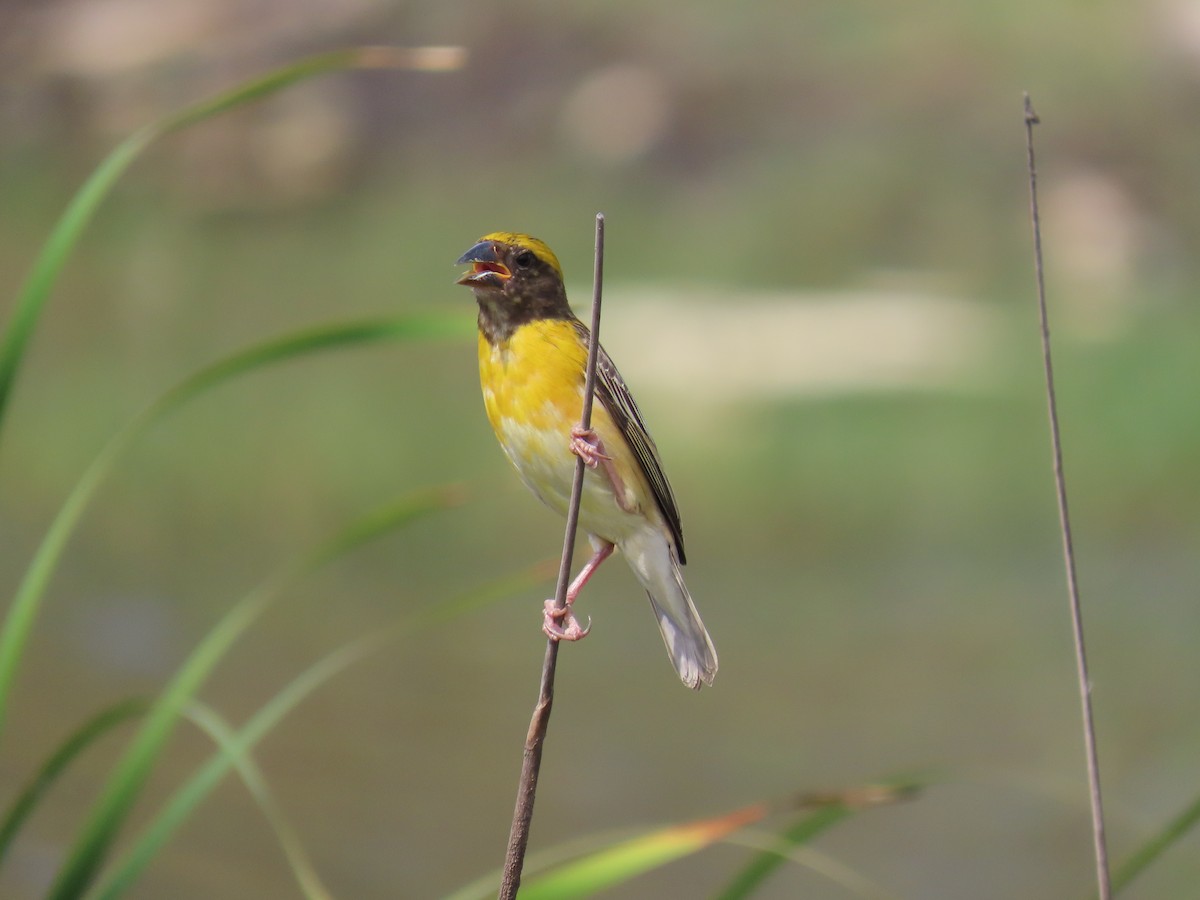 Baya Weaver - Surendhar Boobalan