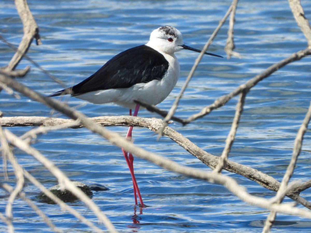 Black-winged Stilt - ML619080543