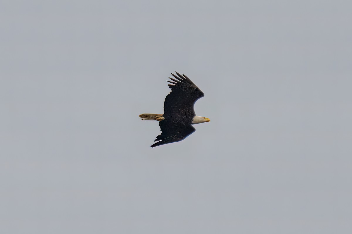 Bald Eagle - ML619080560