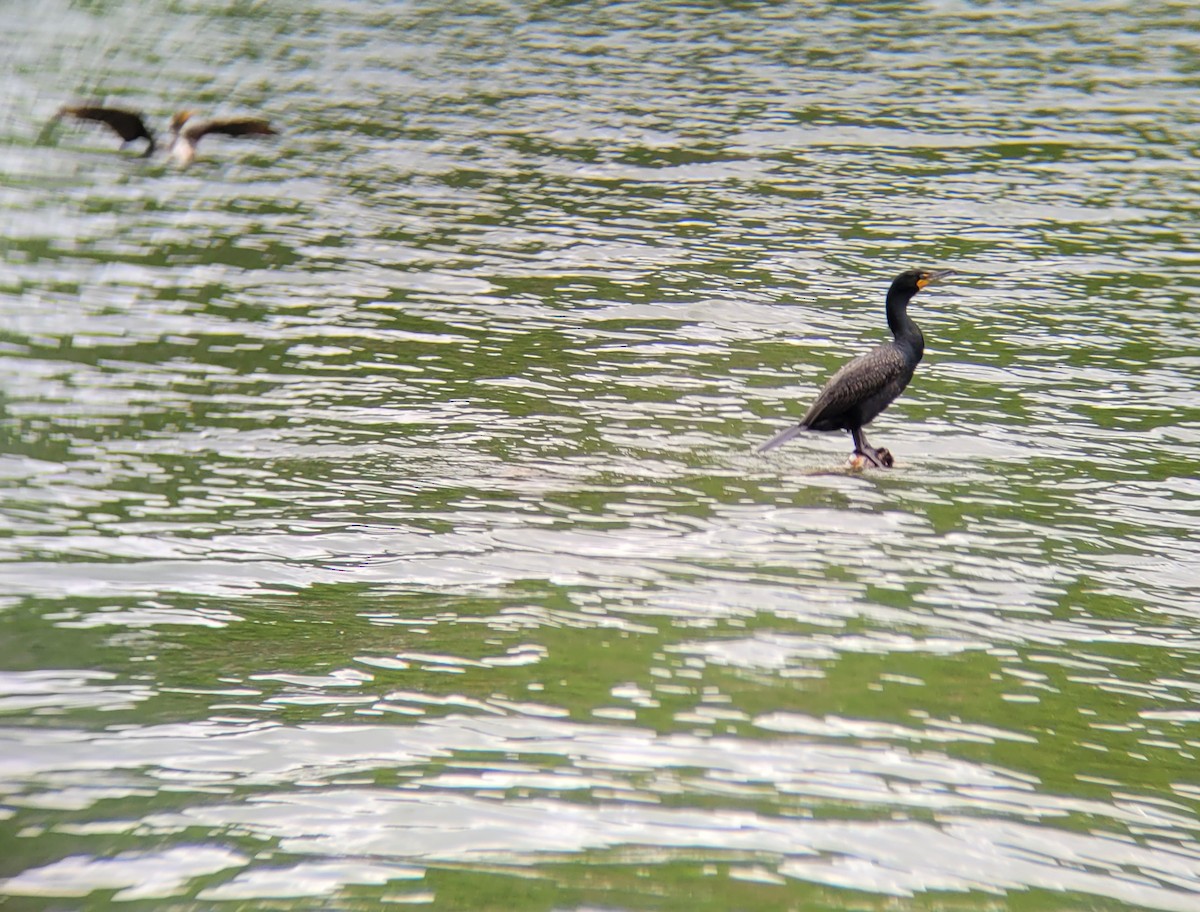 Double-crested Cormorant - ML619080565