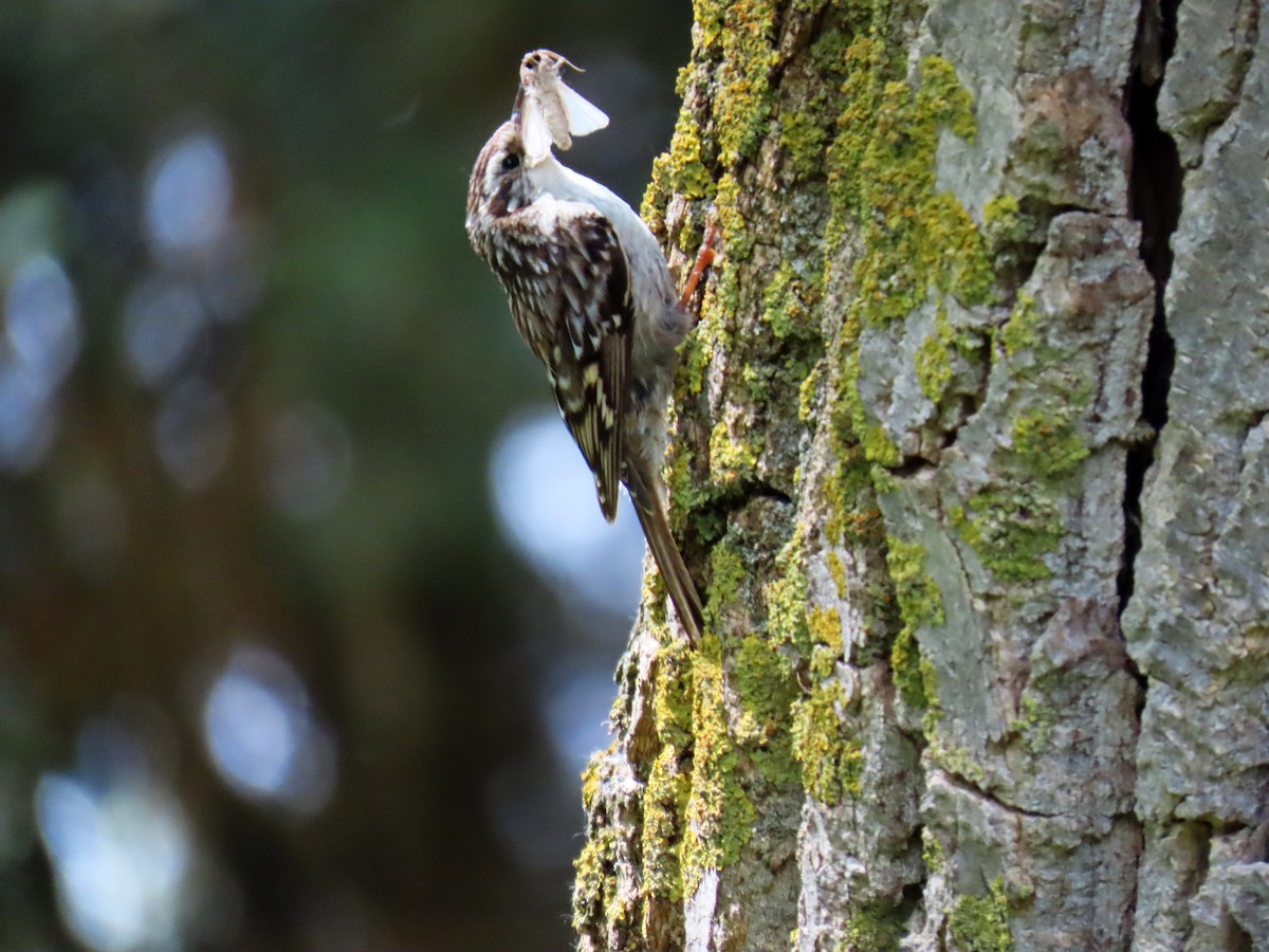 Short-toed Treecreeper - ML619080571