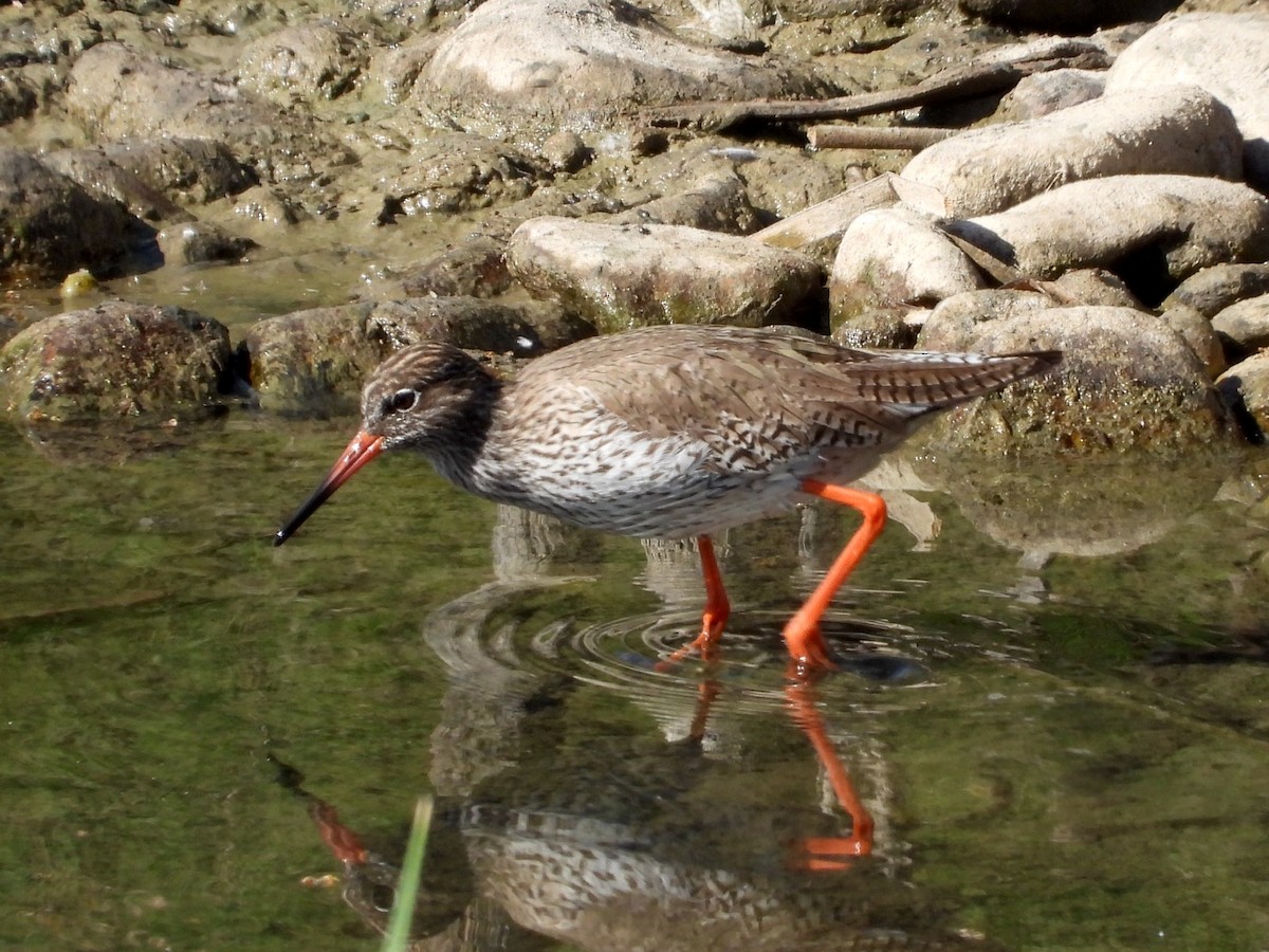 Common Redshank - ML619080572