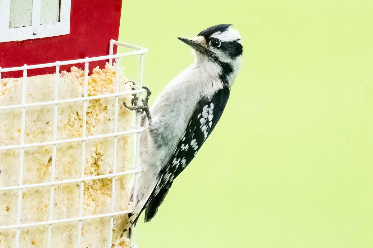 Downy Woodpecker - Shori Velles