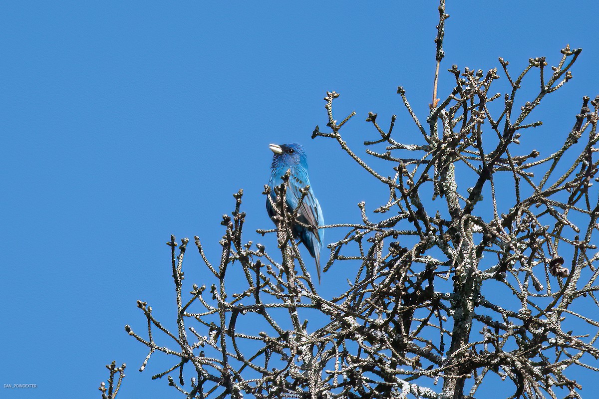 Indigo Bunting - Dan Poindexter