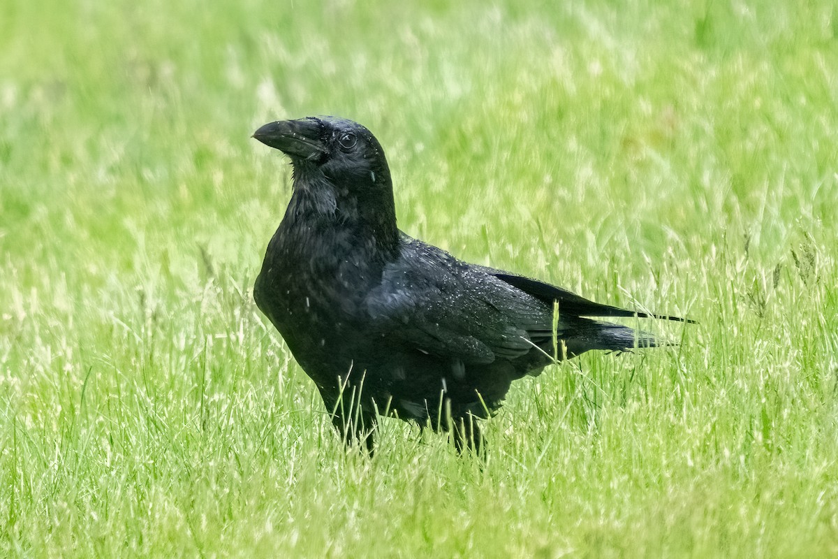 Common Raven - Shori Velles