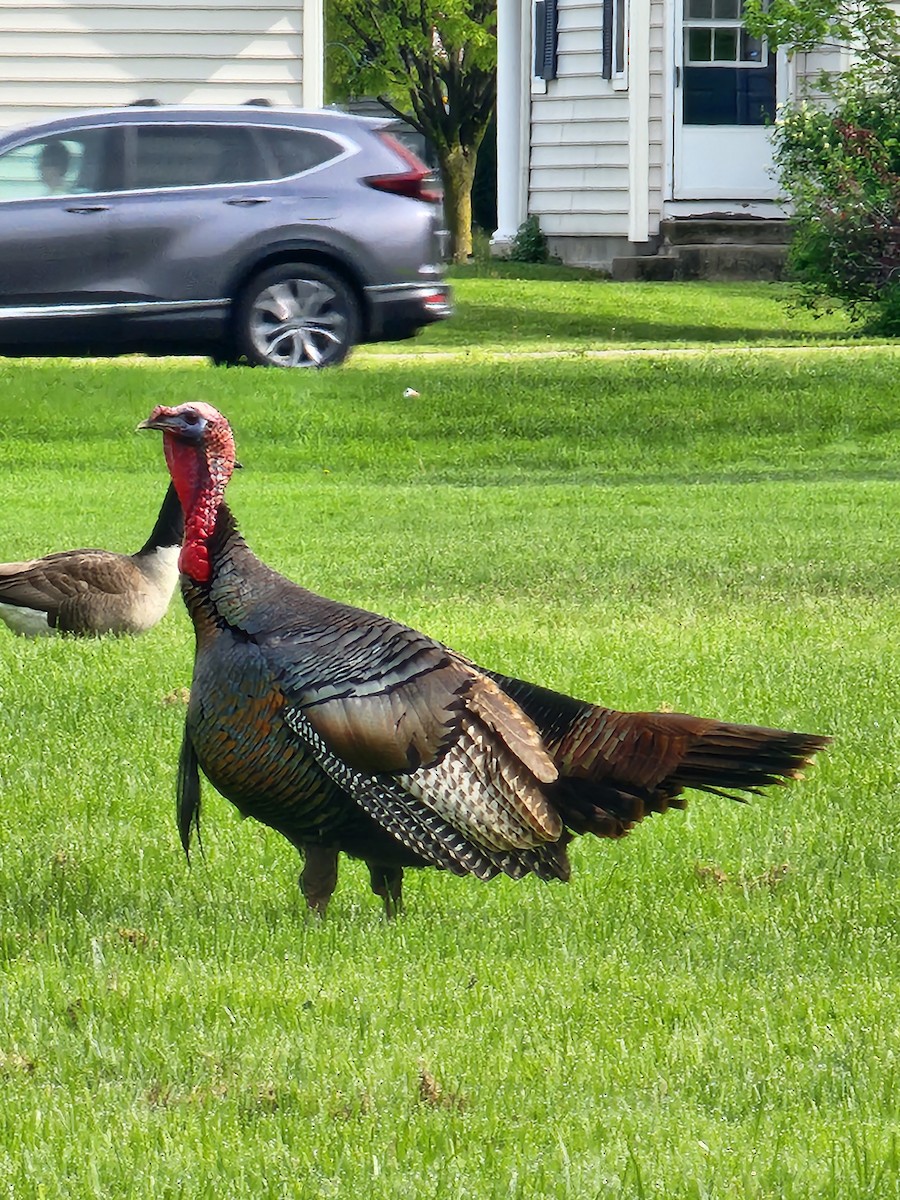 Wild Turkey - Lauren B