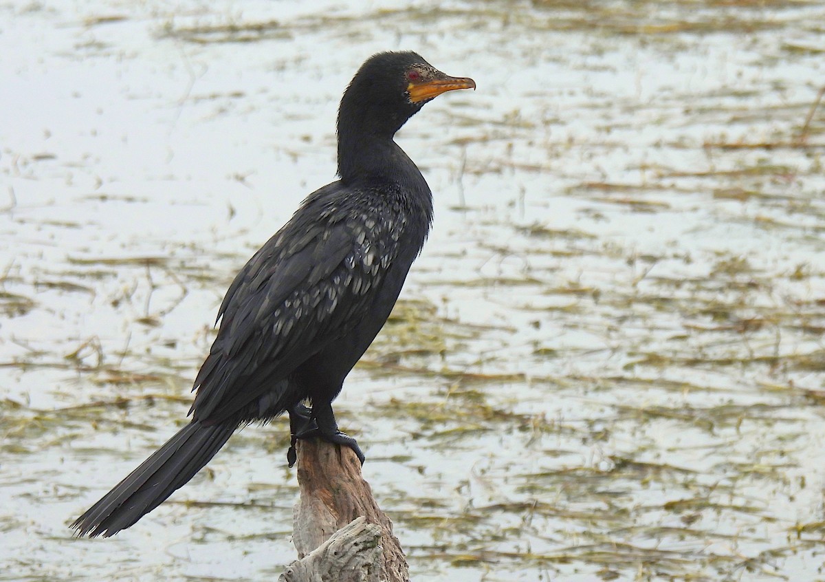 Long-tailed Cormorant - Hubert Söhner