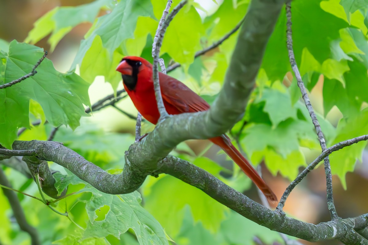 Northern Cardinal - Shori Velles
