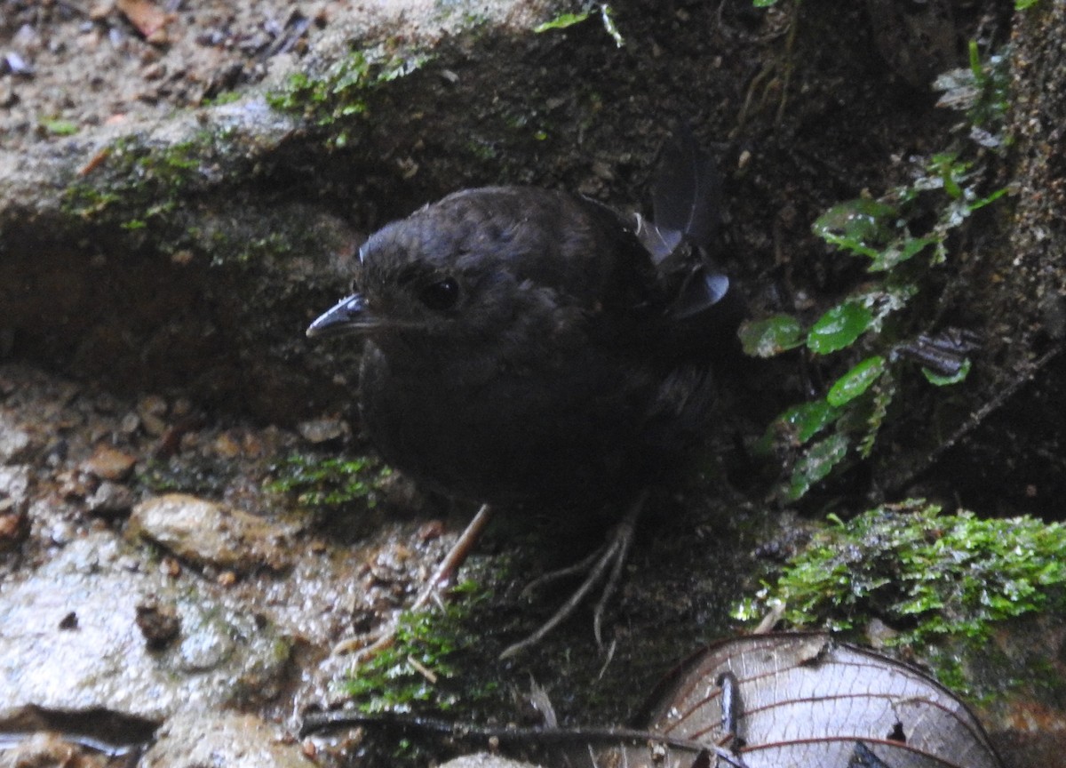 Tatama Tapaculo - Julio P