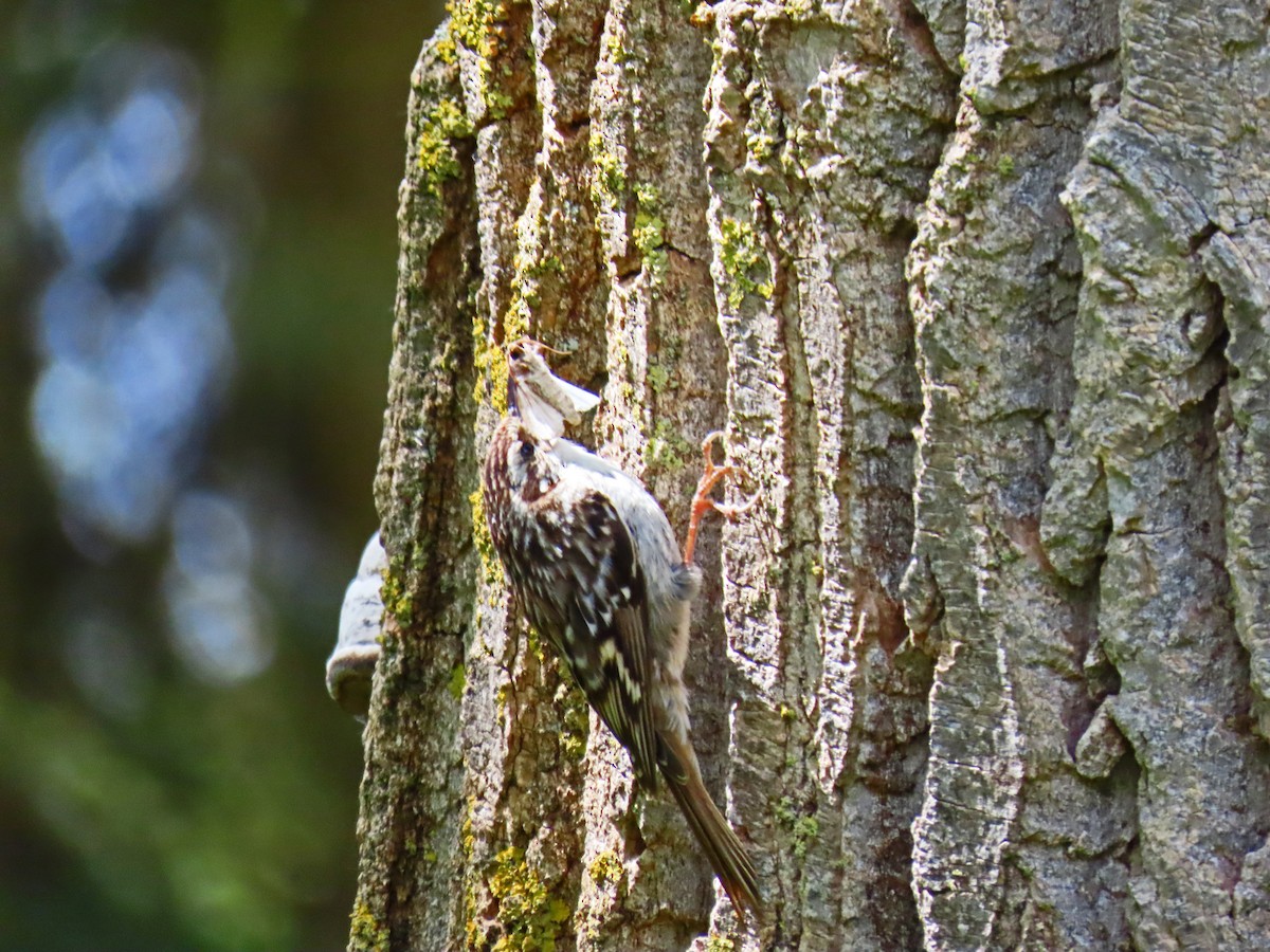 Short-toed Treecreeper - ML619080651