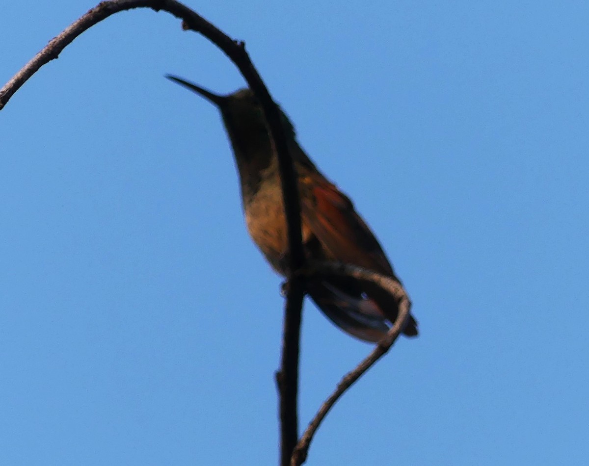 Berylline Hummingbird - Guadalupe Esquivel Uribe