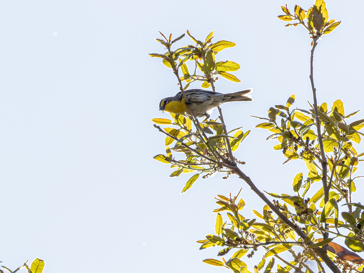 Grace's Warbler - ML619080674