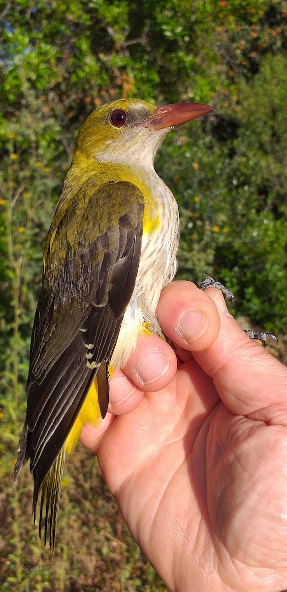 Eurasian Golden Oriole - ML619080693