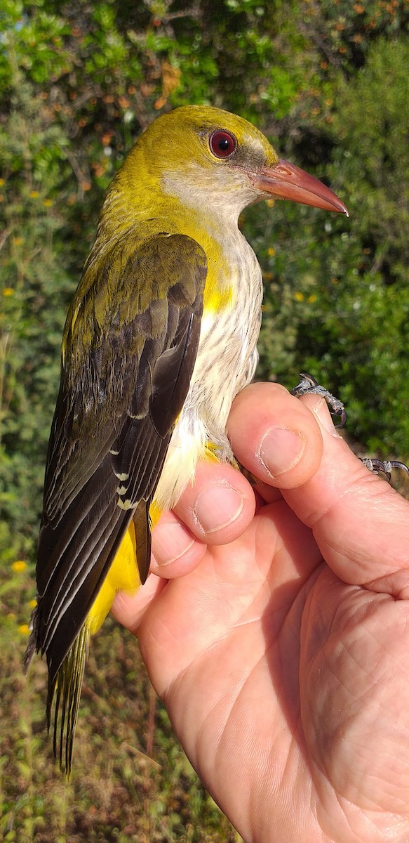 Eurasian Golden Oriole - Paulo Narciso