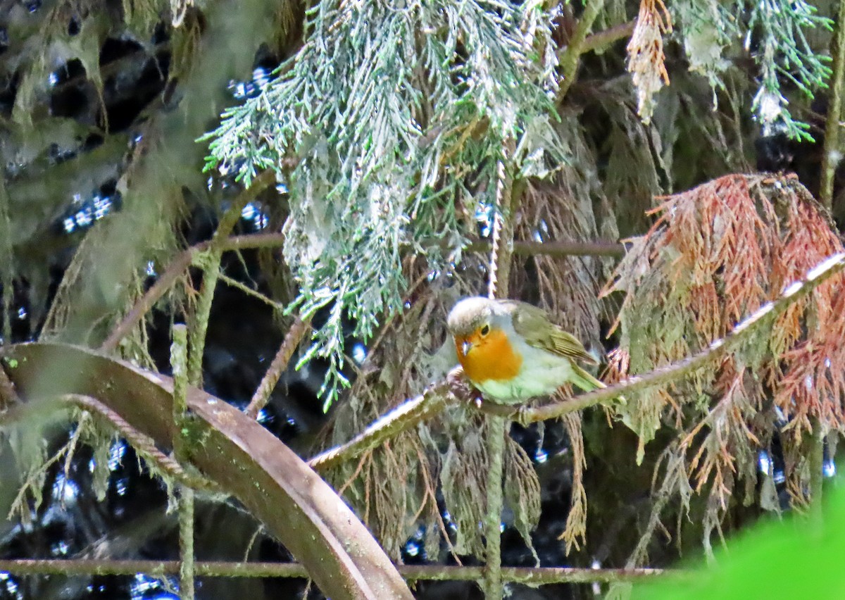 European Robin - ML619080737