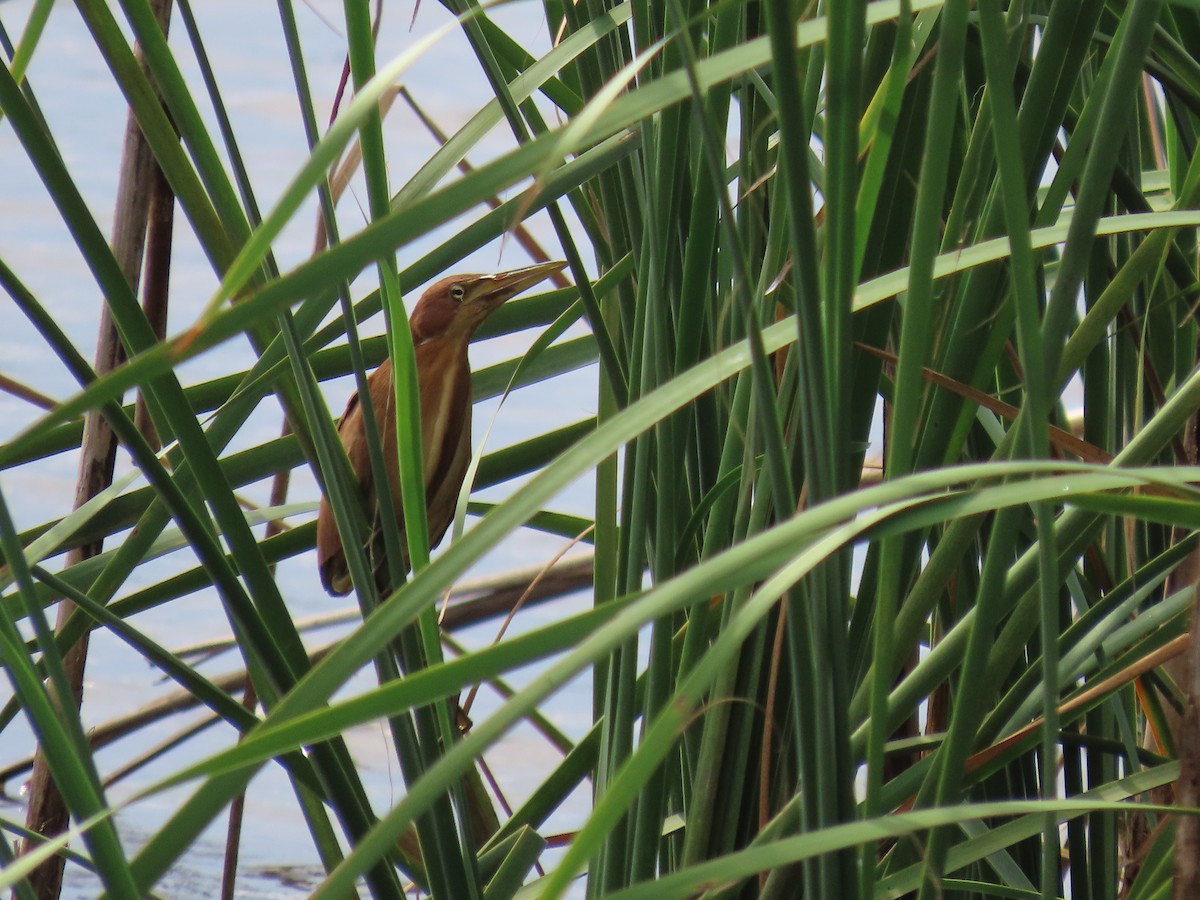 Cinnamon Bittern - ML619080738