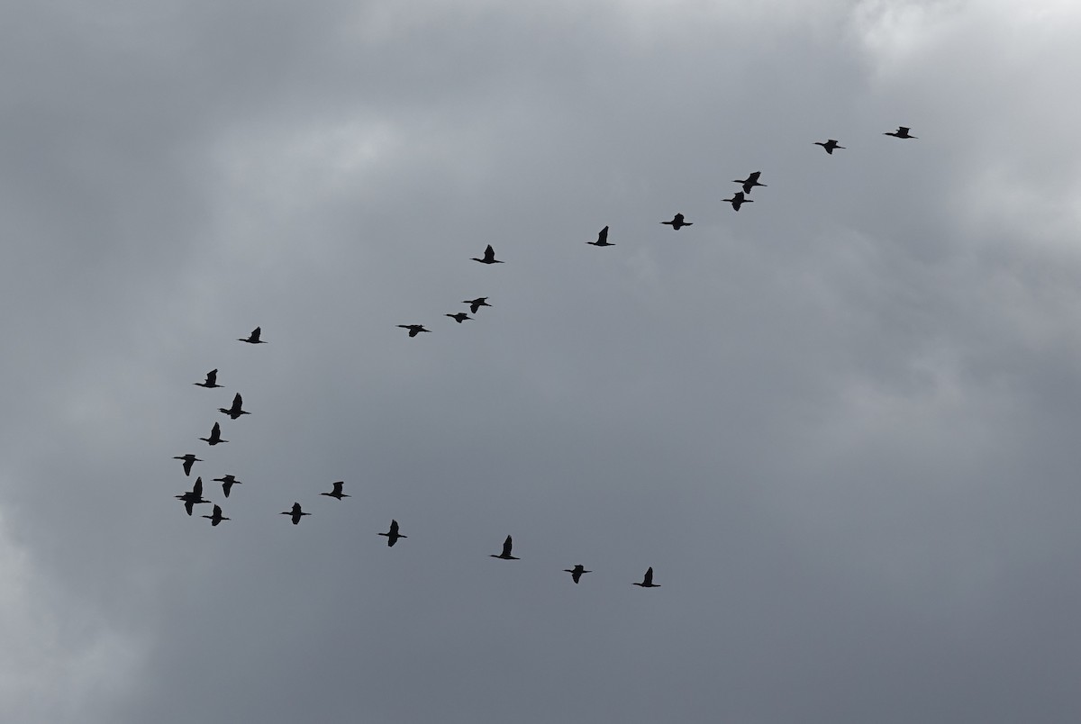 Great Cormorant - ML619080751