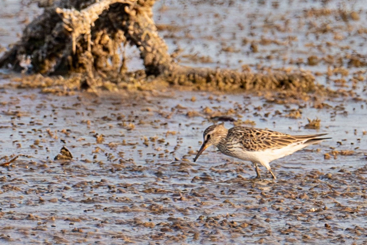 White-rumped Sandpiper - Dick Murray