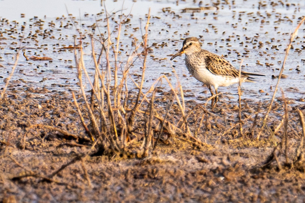 White-rumped Sandpiper - ML619080761