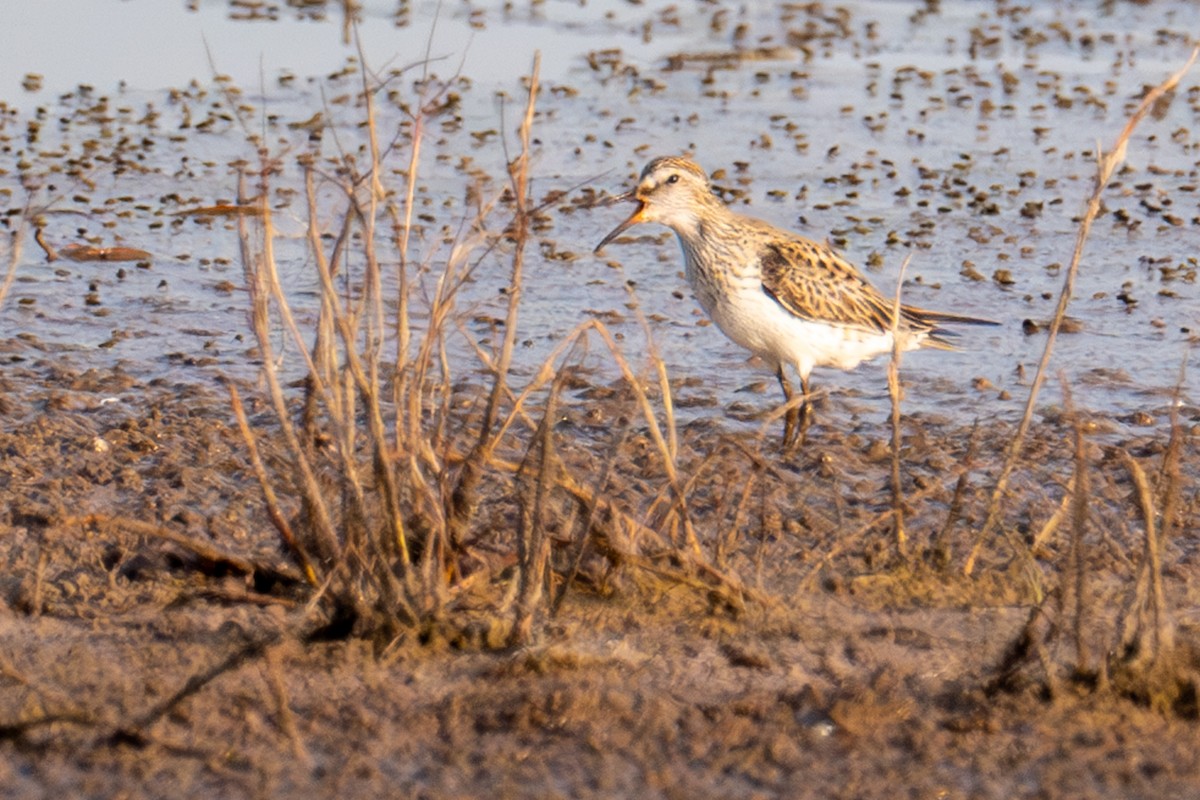 White-rumped Sandpiper - Dick Murray