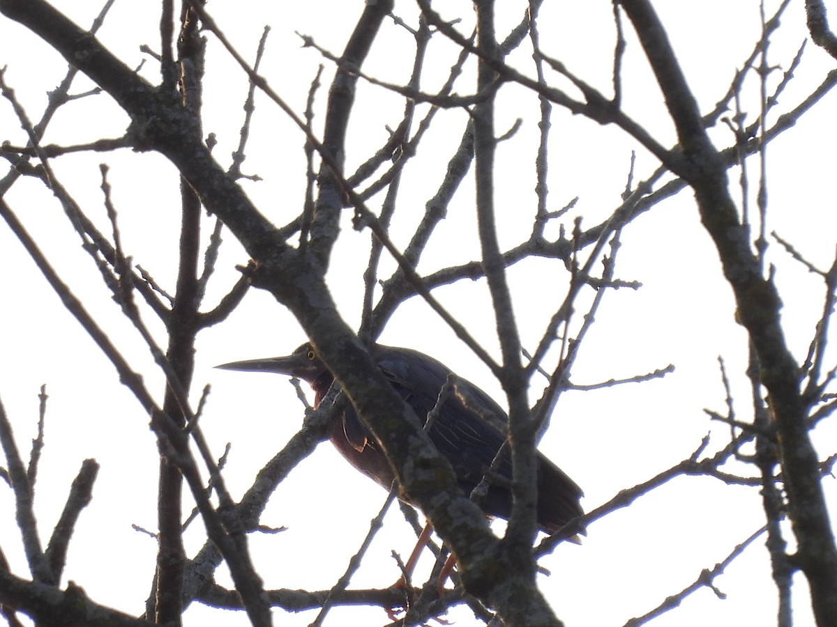 Green Heron - Laura Griffin