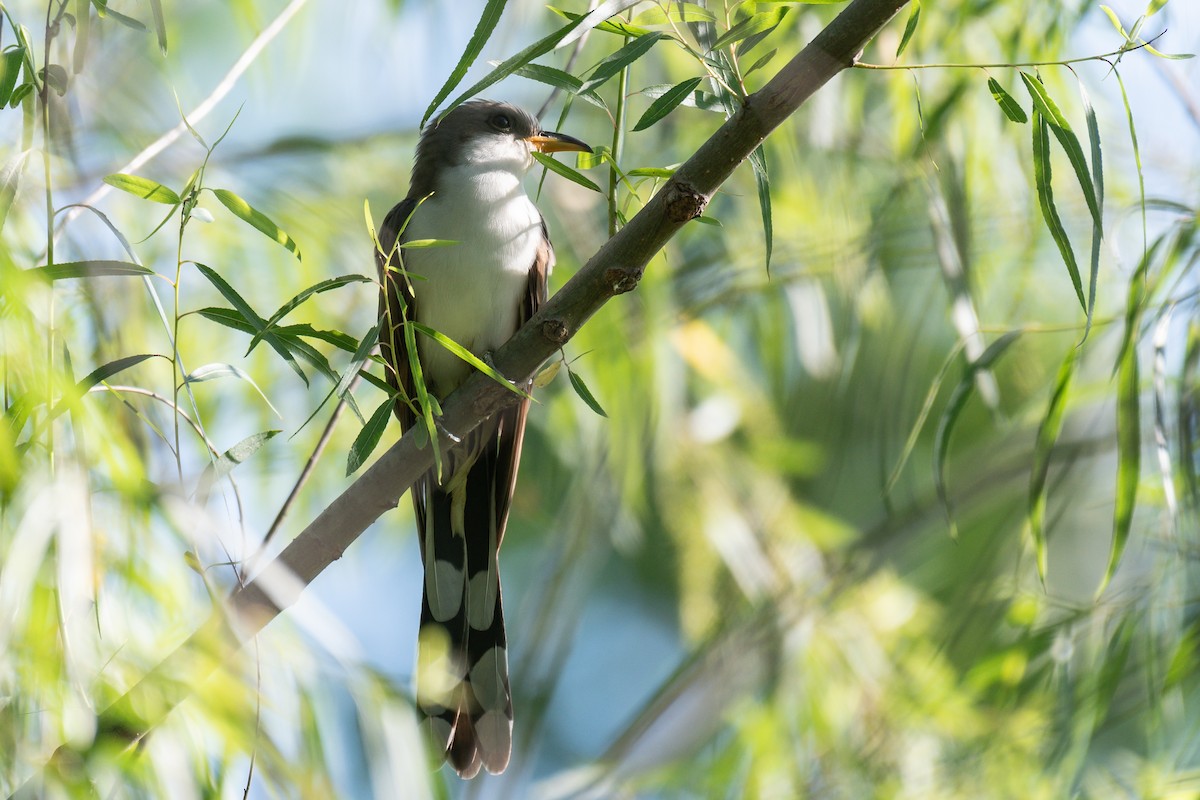 Yellow-billed Cuckoo - ML619080774