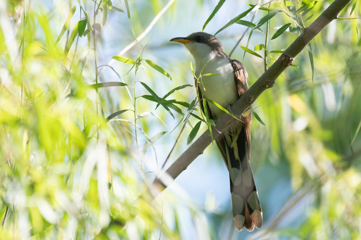 Yellow-billed Cuckoo - ML619080775