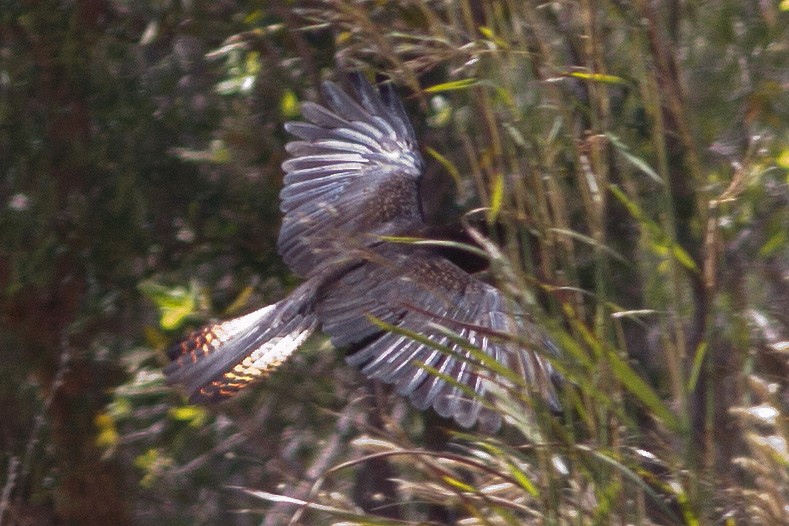 Red-tailed Black-Cockatoo - ML619080779