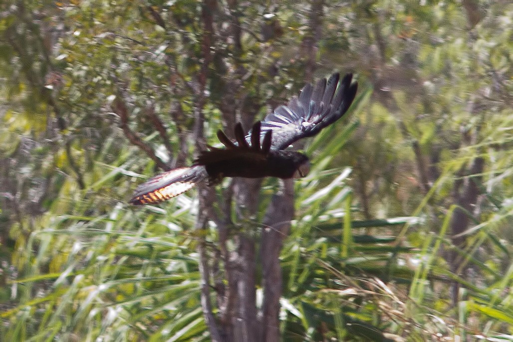Red-tailed Black-Cockatoo - ML619080780