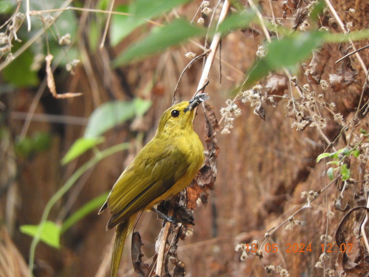 Yellow-browed Bulbul - HARIHARAN T V