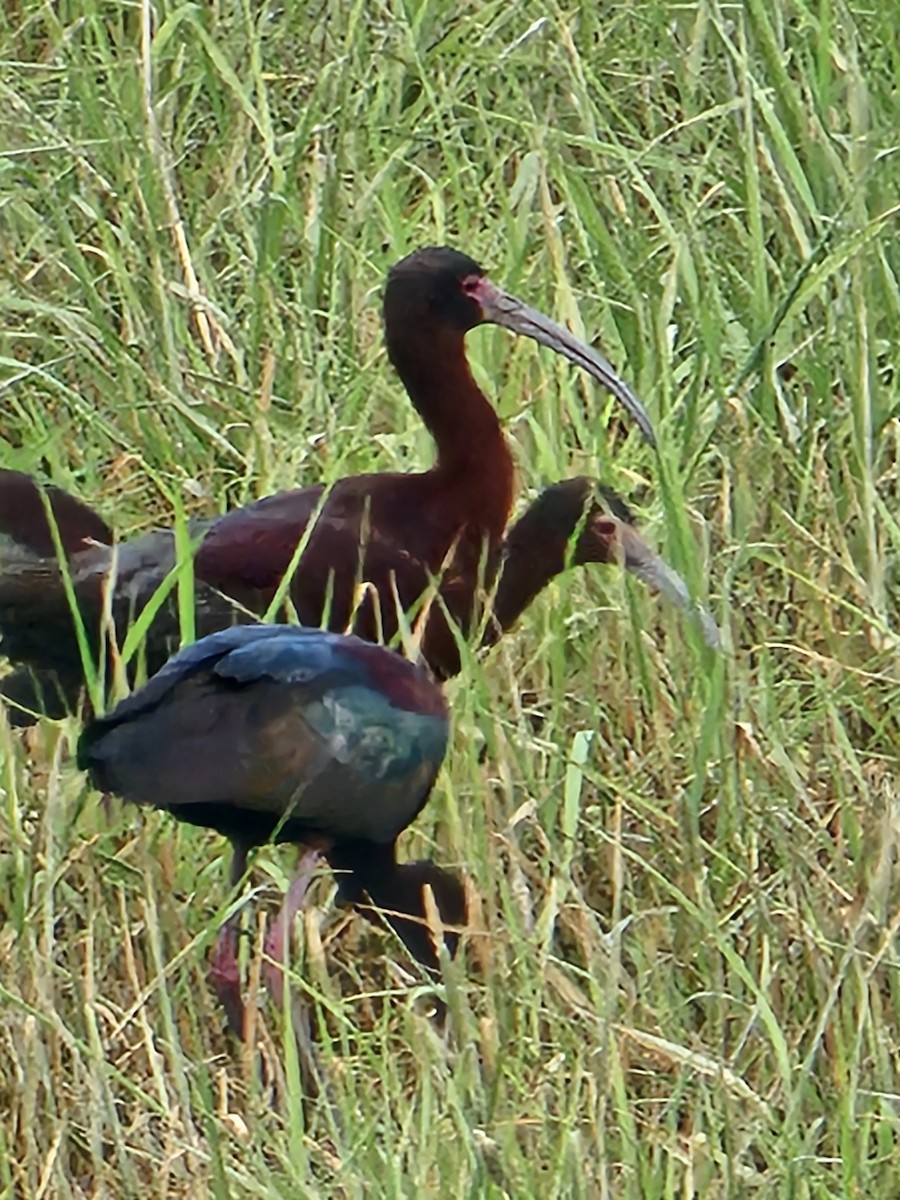 Glossy/White-faced Ibis - zachary Dirks