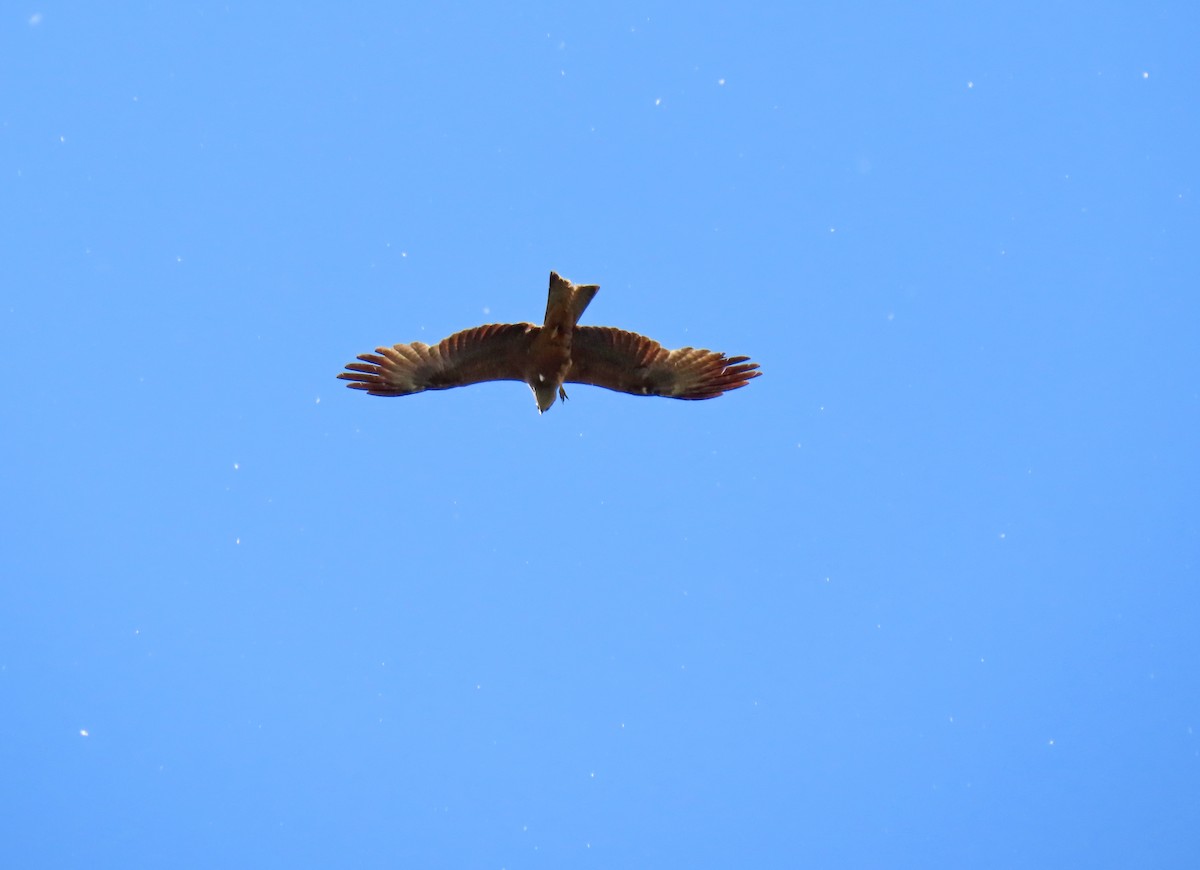 Black Kite - ML619080798