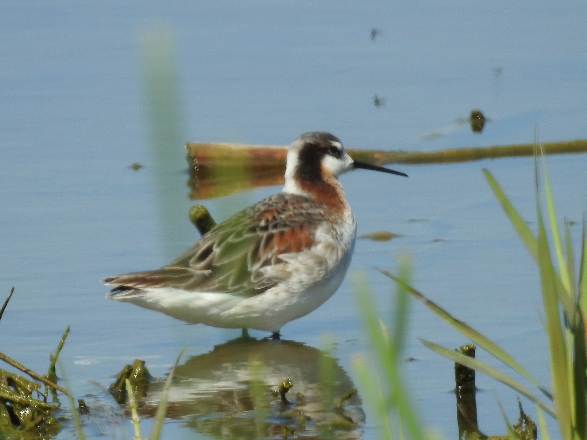 Wilson's Phalarope - ML619080802