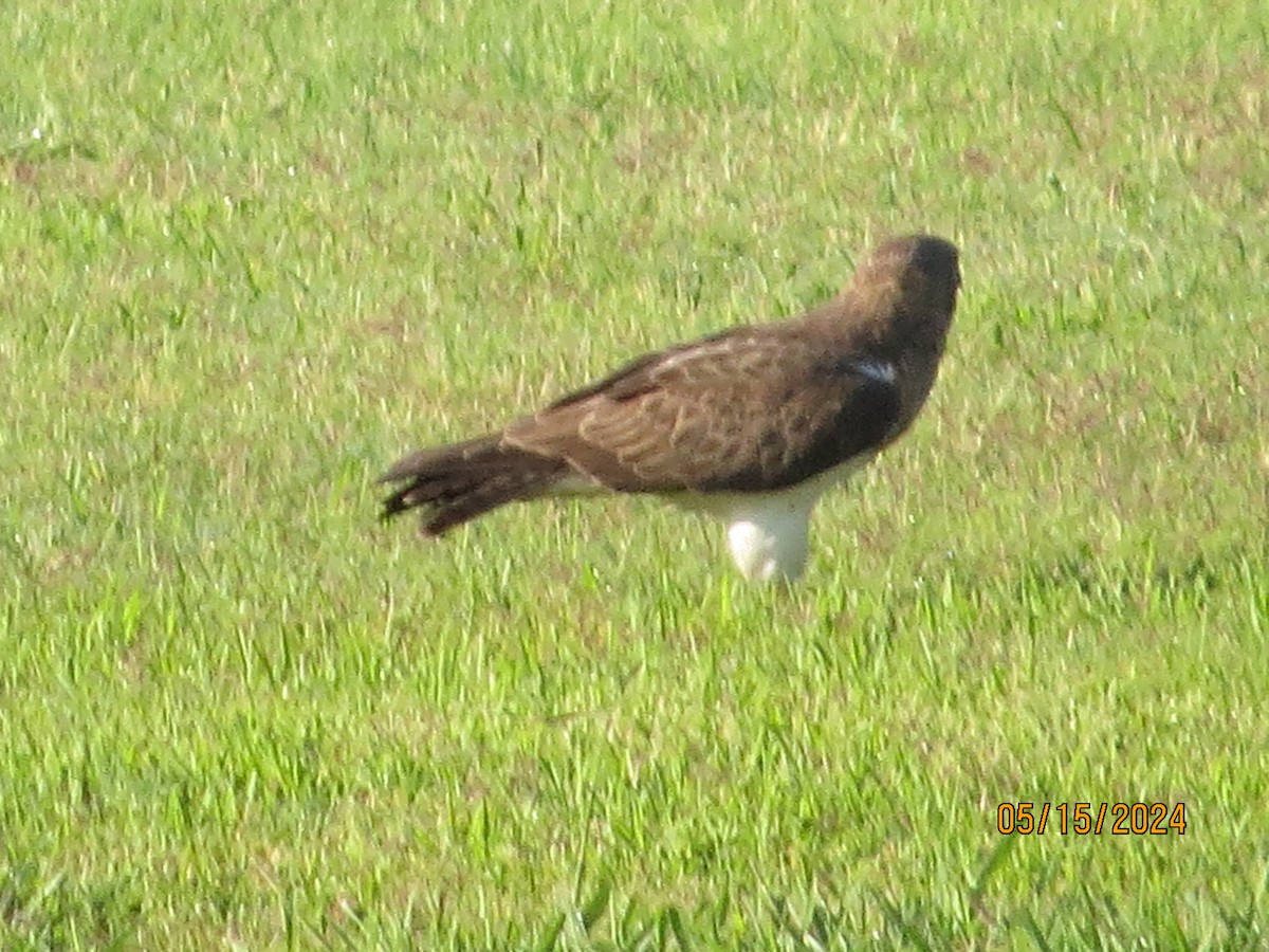 Ferruginous Hawk - JOHN KIRK